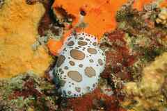 Peltodoris atromaculata