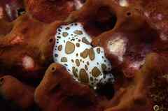 Peltodoris atromaculata