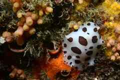Peltodoris atromaculata