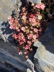 Crassula papillosa
