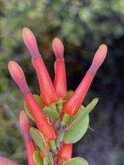 Peraxilla tetrapetala