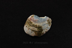 Veneridae