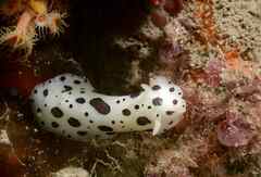 Peltodoris atromaculata