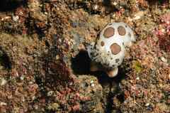 Peltodoris atromaculata