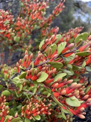 Peraxilla tetrapetala