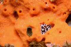 Peltodoris atromaculata