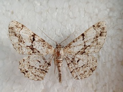 Peribatodes umbraria