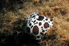 Peltodoris atromaculata