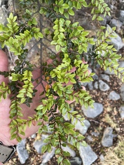 Nothofagus cliffortioides