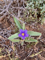 Solanum esuriale