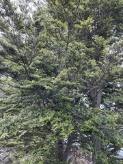 Nothofagus cliffortioides