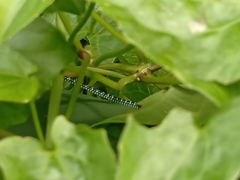 Chrysopelea paradisi