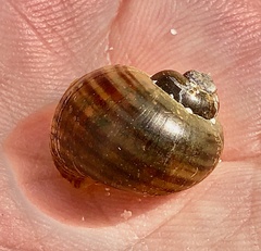 Pomacea canaliculata