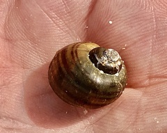 Pomacea canaliculata