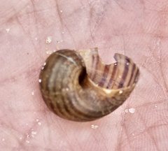 Pomacea canaliculata