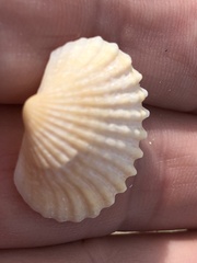 Tegillarca