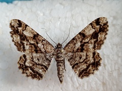 Peribatodes umbraria