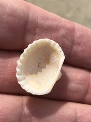 Tegillarca