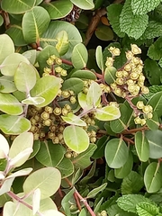 Metrosideros collina