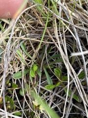 Wahlenbergia albomarginata