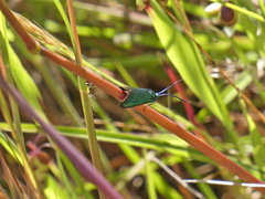 Pollanisus viridipulverulenta