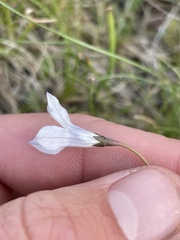Wahlenbergia albomarginata