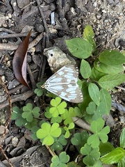 Nyctemera adversata