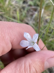 Wahlenbergia albomarginata