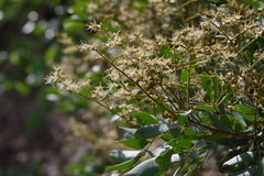 Copaifera baumiana image