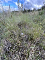 Wahlenbergia albomarginata