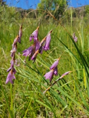 Dierama
