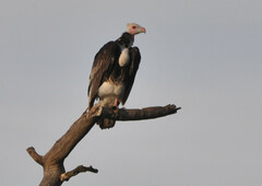 Trigonoceps occipitalis