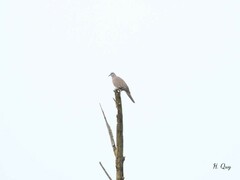 Streptopelia chinensis