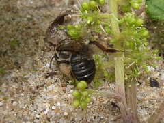 Andrena japonica