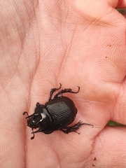 Typhaeus typhoeus