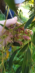 Eucalyptus fulgens