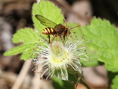Nomada japonica