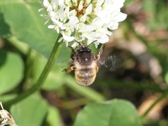 Anthophora villosula