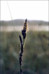 Carex riparia