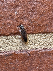 Pseudophyllodromiinae