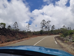 Araucaria