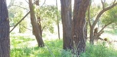 Eucalyptus fulgens