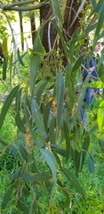 Eucalyptus fulgens