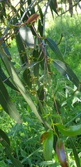 Eucalyptus fulgens