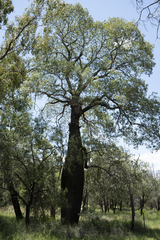 Brachychiton rupestris