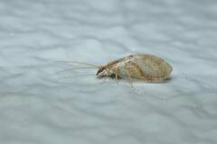 Hemerobius japonicus