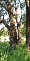 Eucalyptus fulgens