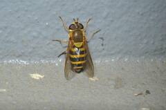 Syrphus ribesii