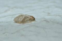 Hemerobius japonicus