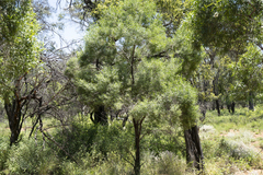 Eremophila mitchellii